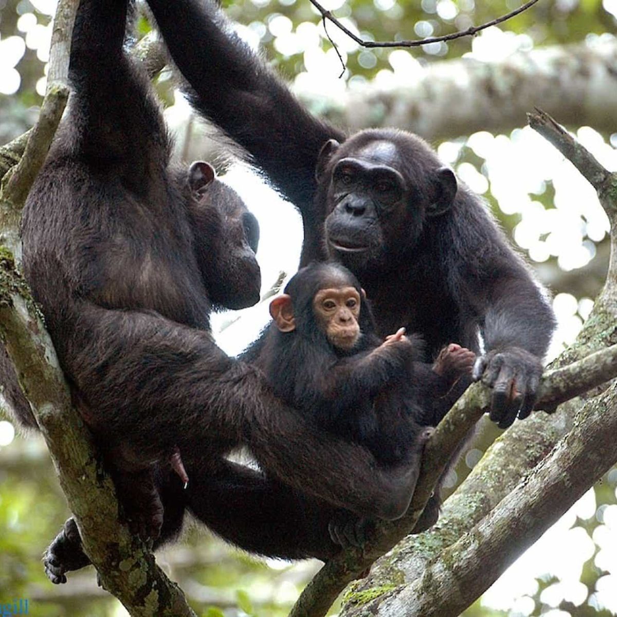 chimpanzee family