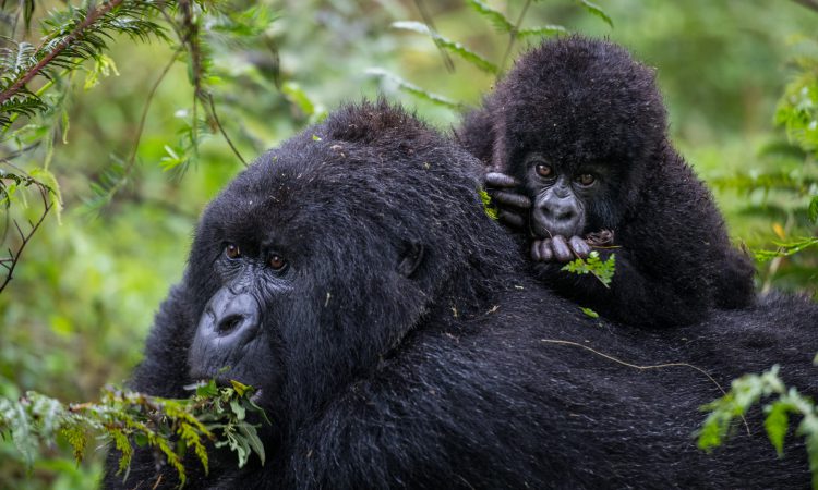 gorilla family