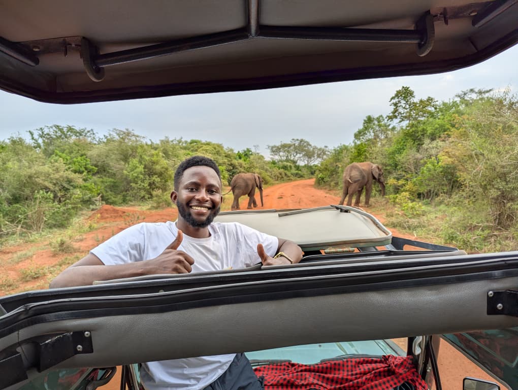 elephants