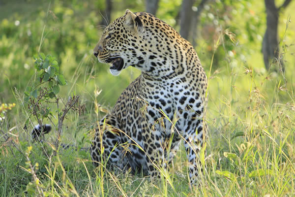 leopard in Akagera national park