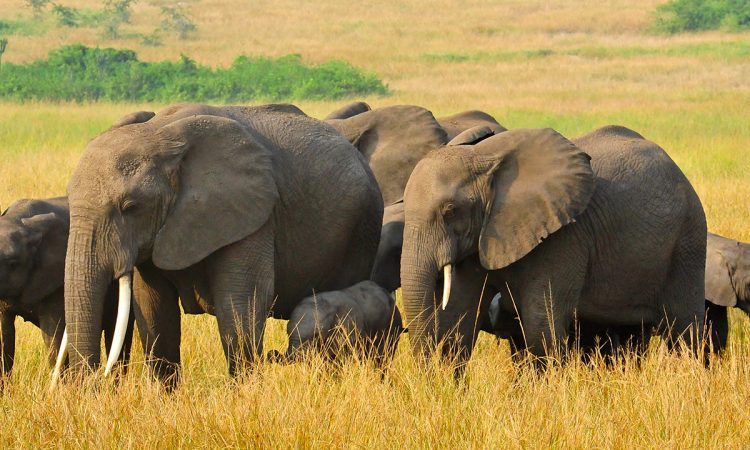 elephant