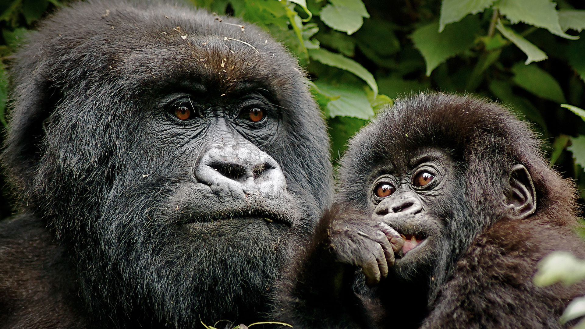 the majestic beauty of gorilla