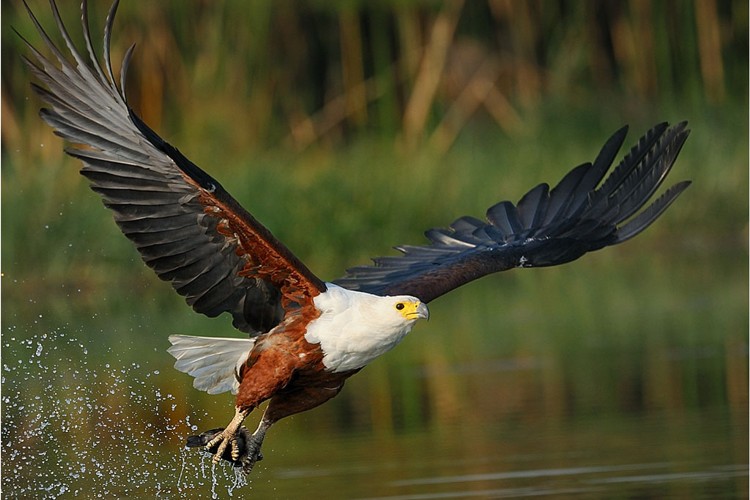 Birdwatching