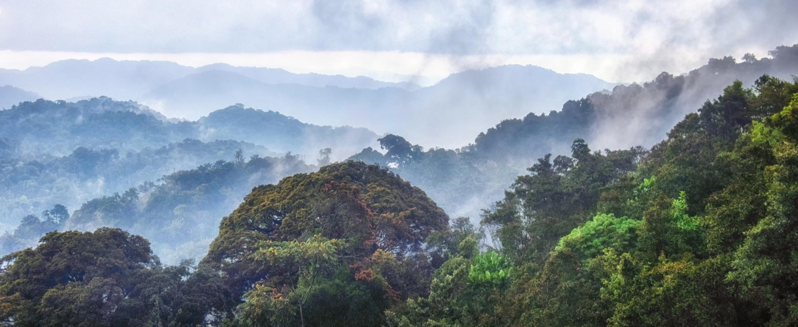 Nyungwe forest