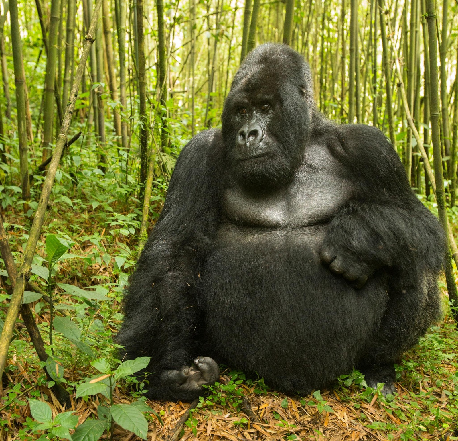 one gorilla in volcan