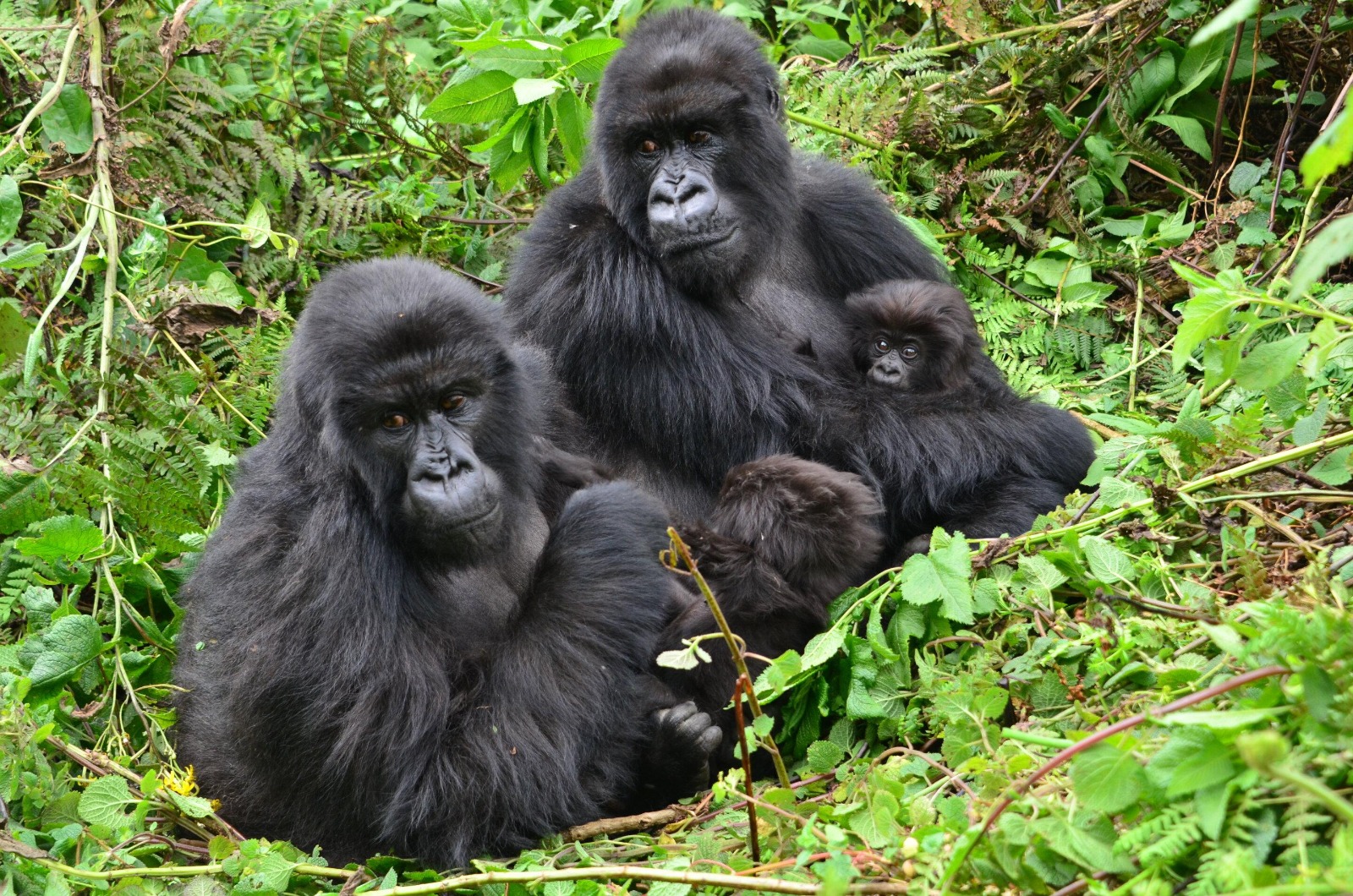 gorilla familly