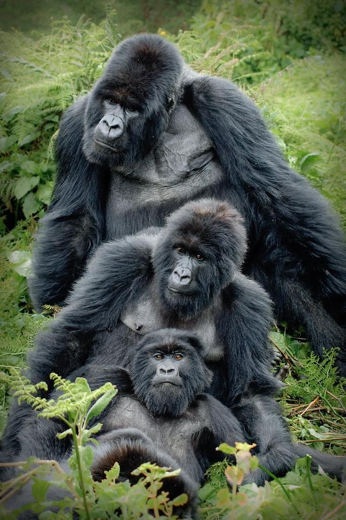 gorilla familly