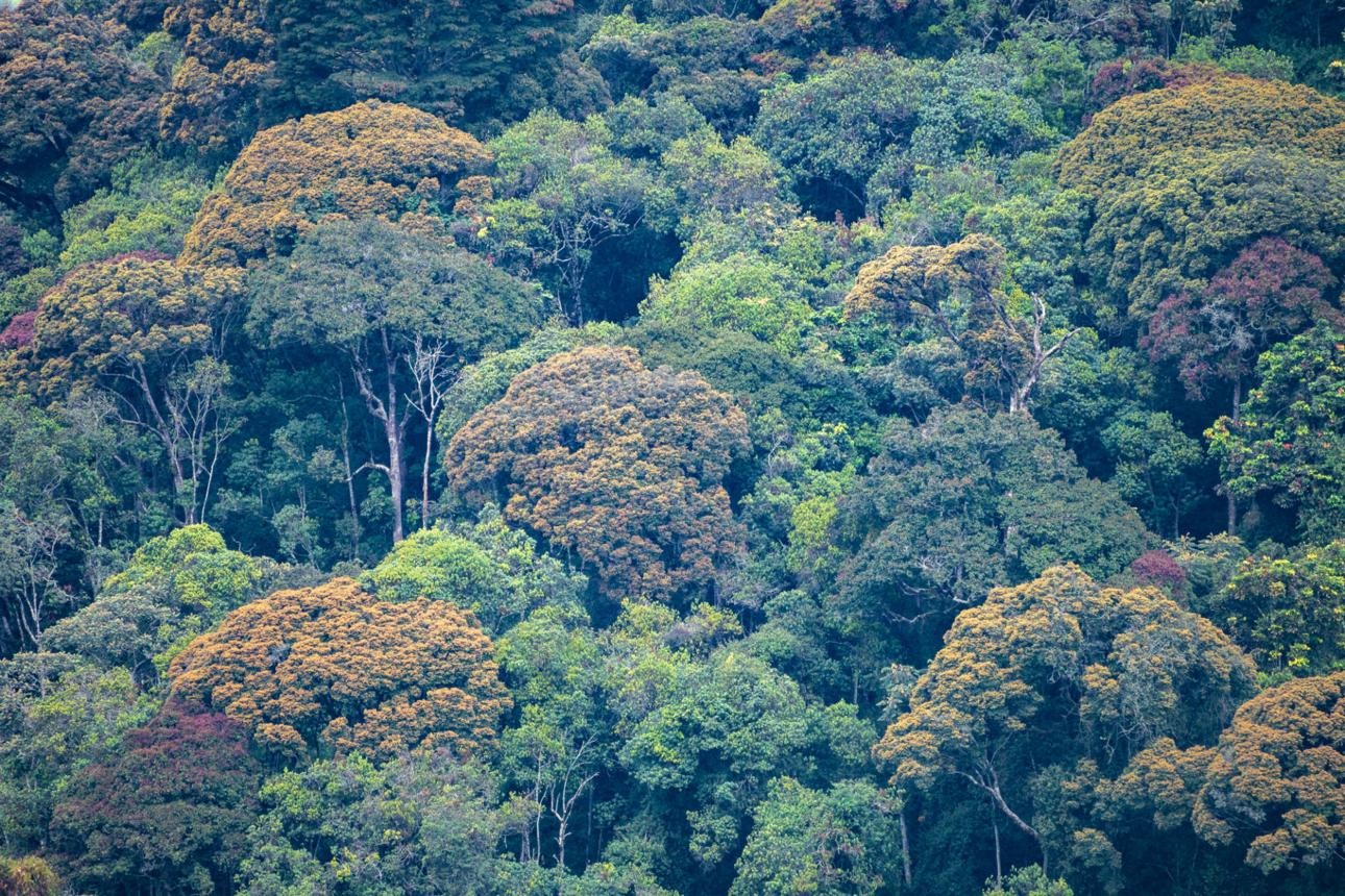 Nyungwe forest