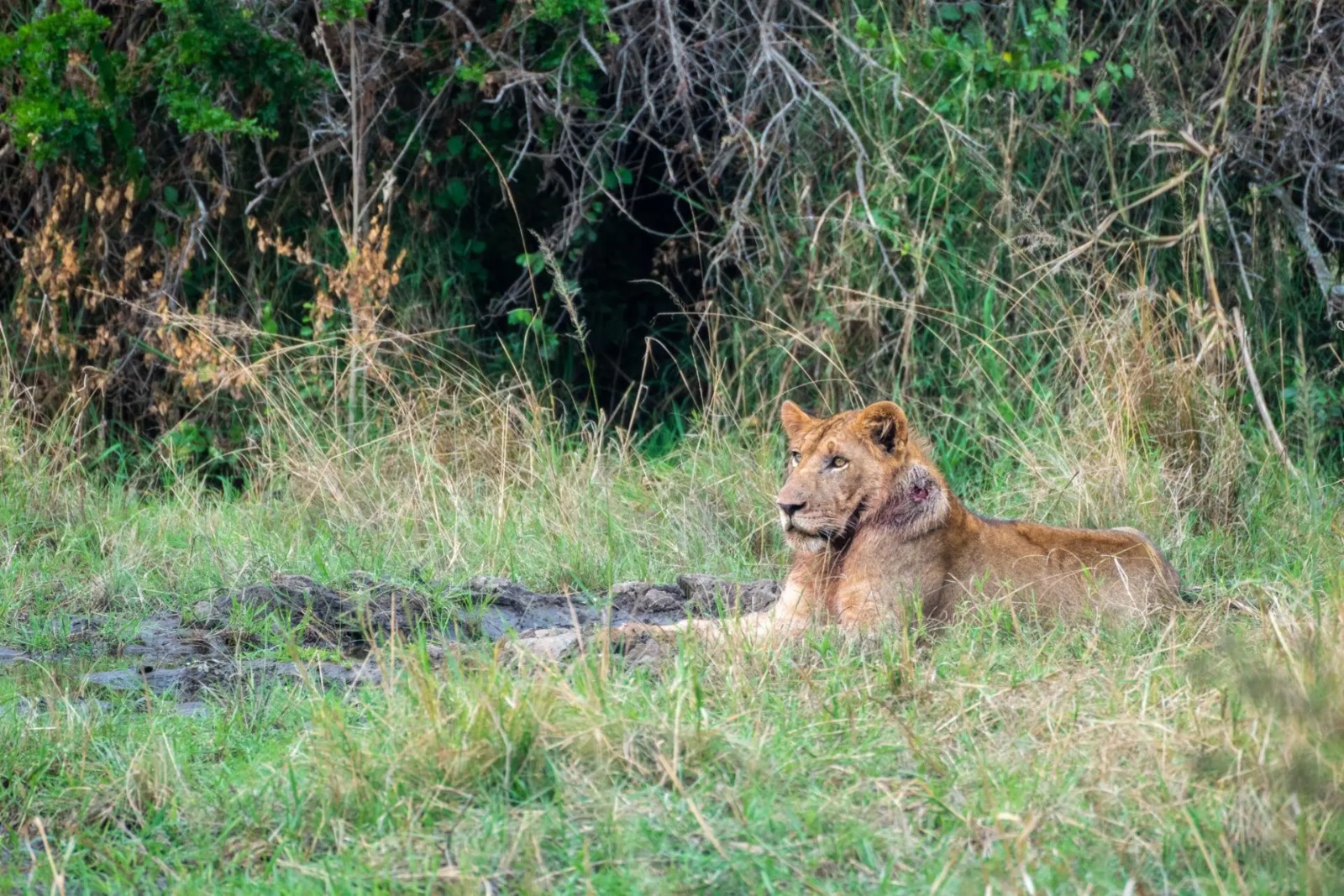lion