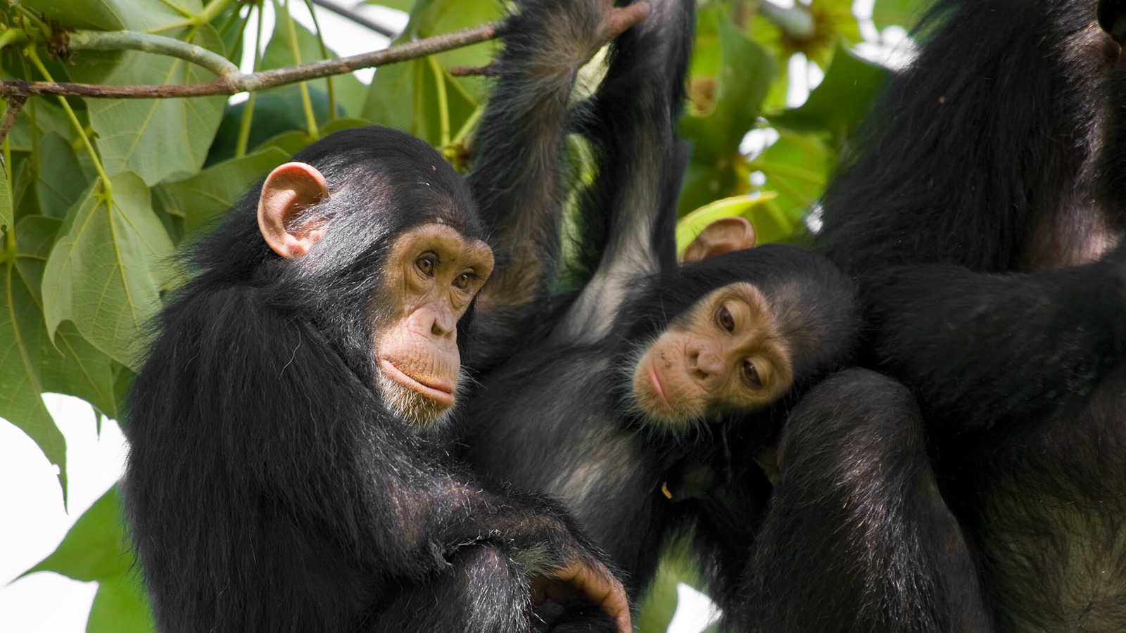 chimpanzee family