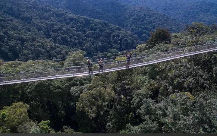 canopy walk