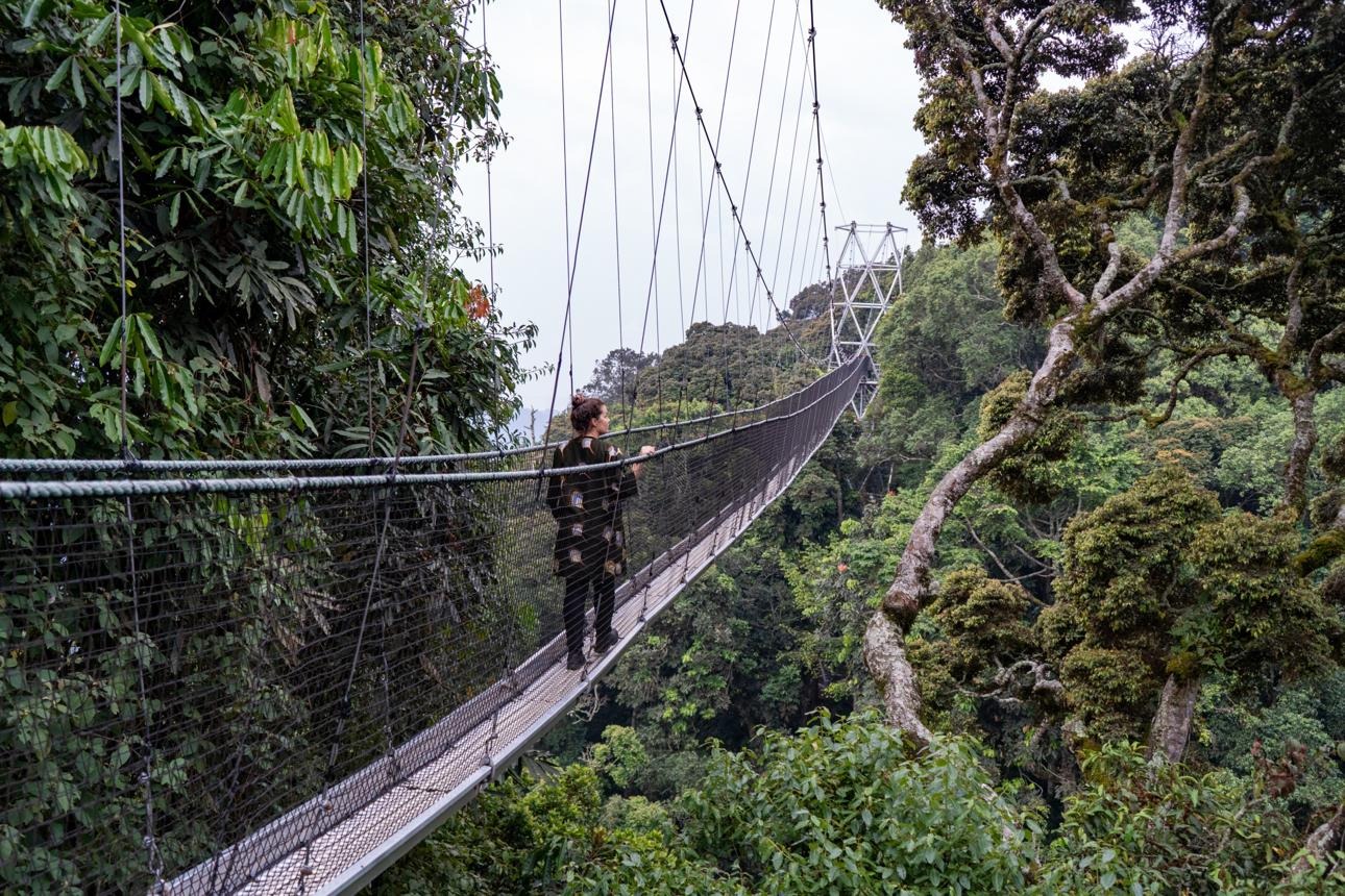 canopy walk