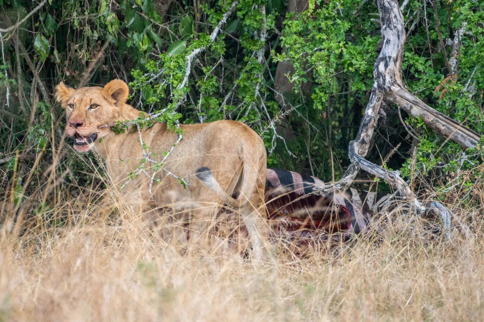 lion