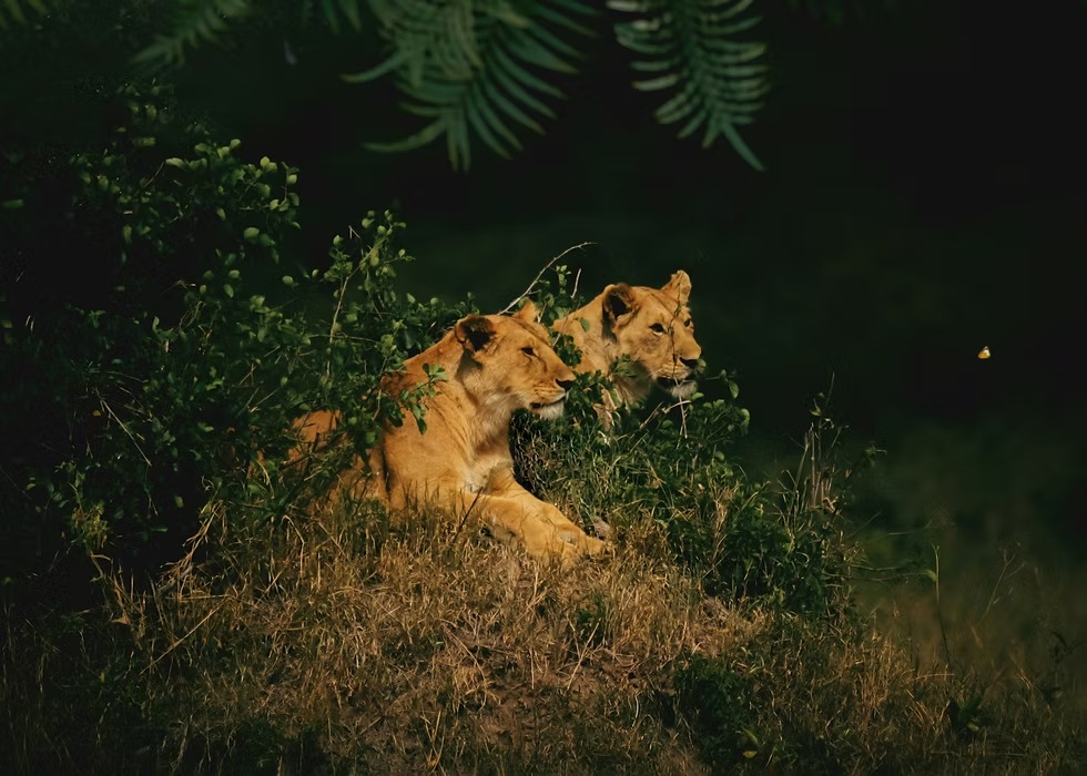 lions