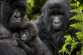 2 Days Rwanda Gorilla Trekking Safari in Volcanoes National Park – Ultimate Mountain Gorilla Adventure