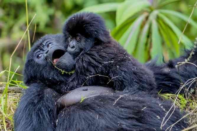 1 Day Gorilla Trekking Tour in Volcanoes National Park from Kigali