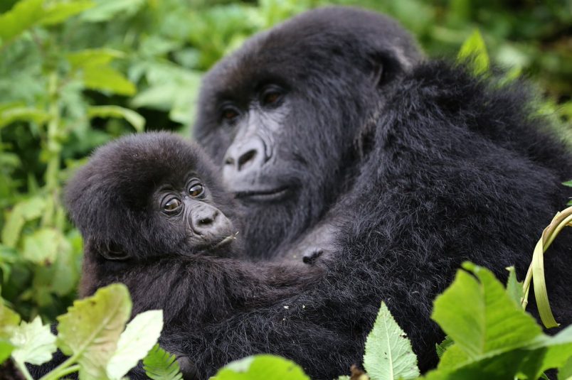 Great Apes of Rwanda & Uganda